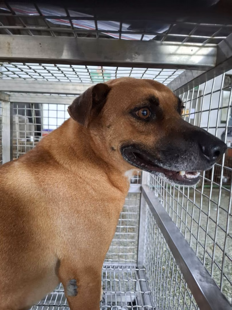 The dog, from the shelter's listing