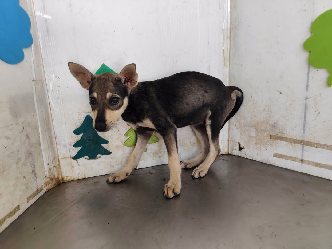 The dog, from the shelter's listing