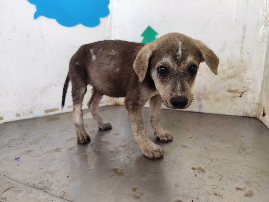 The dog, from the shelter's listing