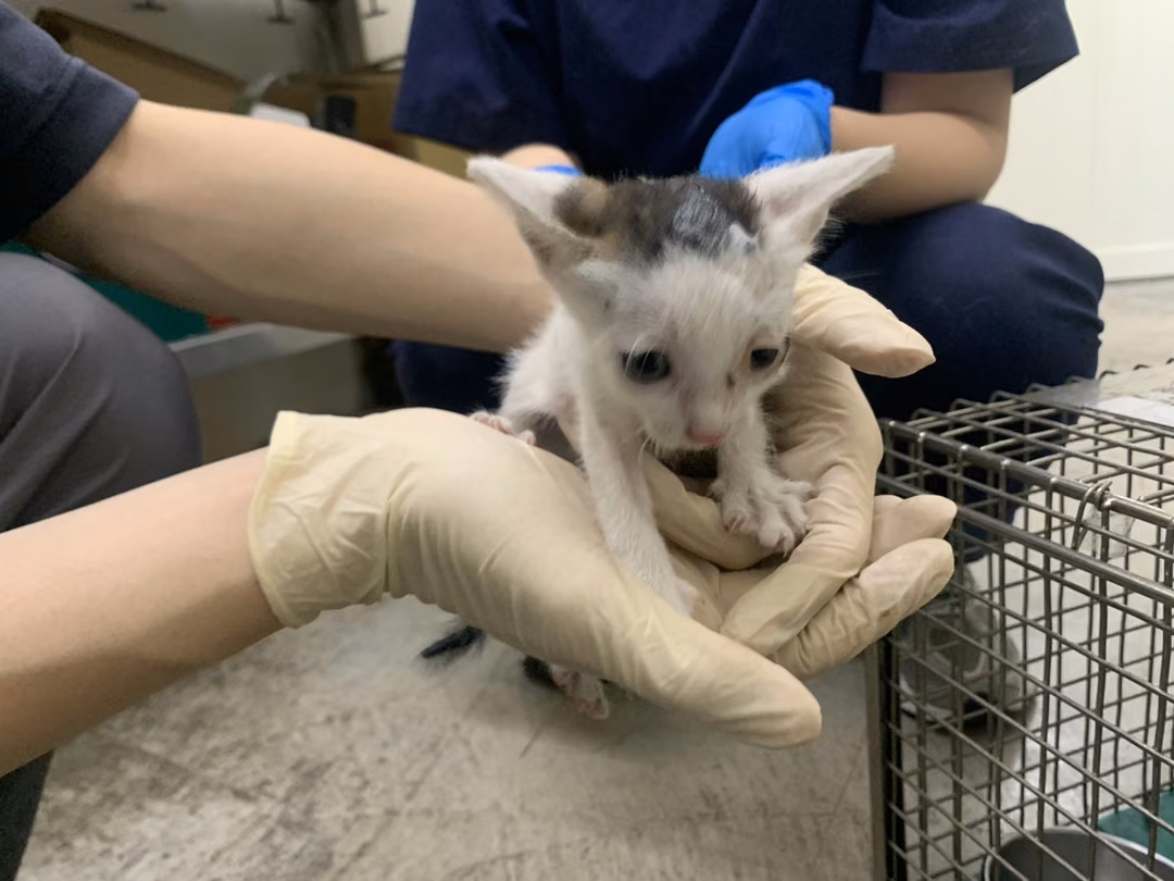 The cat, from the shelter's listing