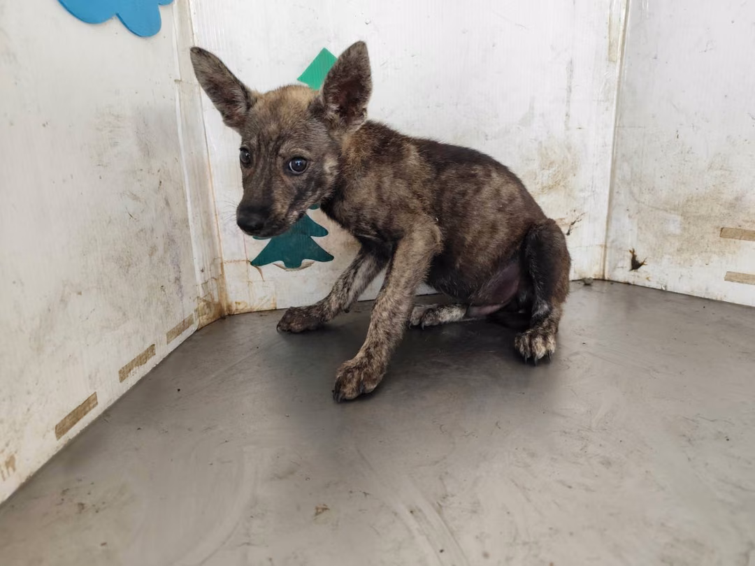 The dog, from the shelter's listing