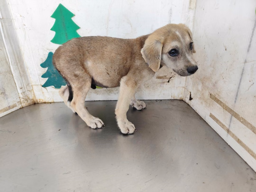 The dog, from the shelter's listing