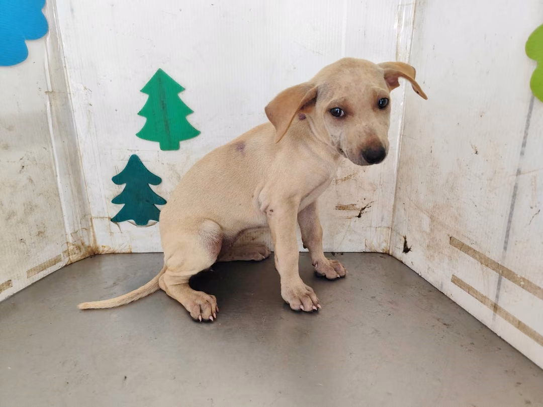 The dog, from the shelter's listing