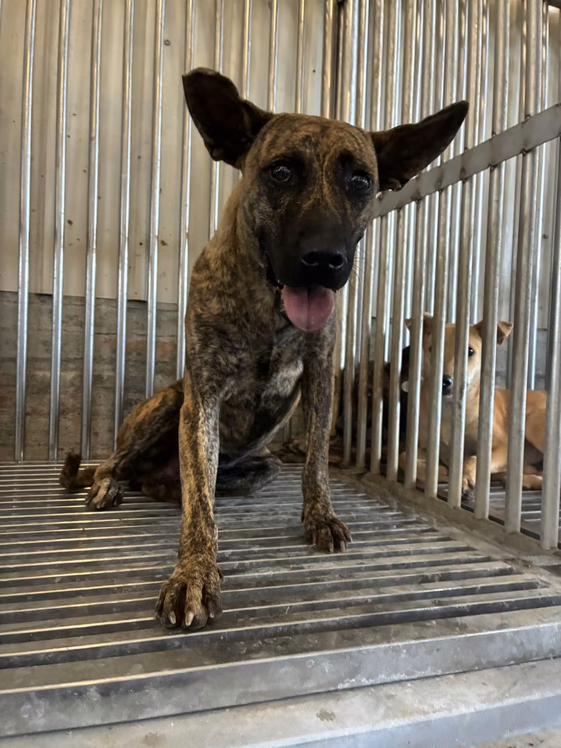 The dog, from the shelter's listing