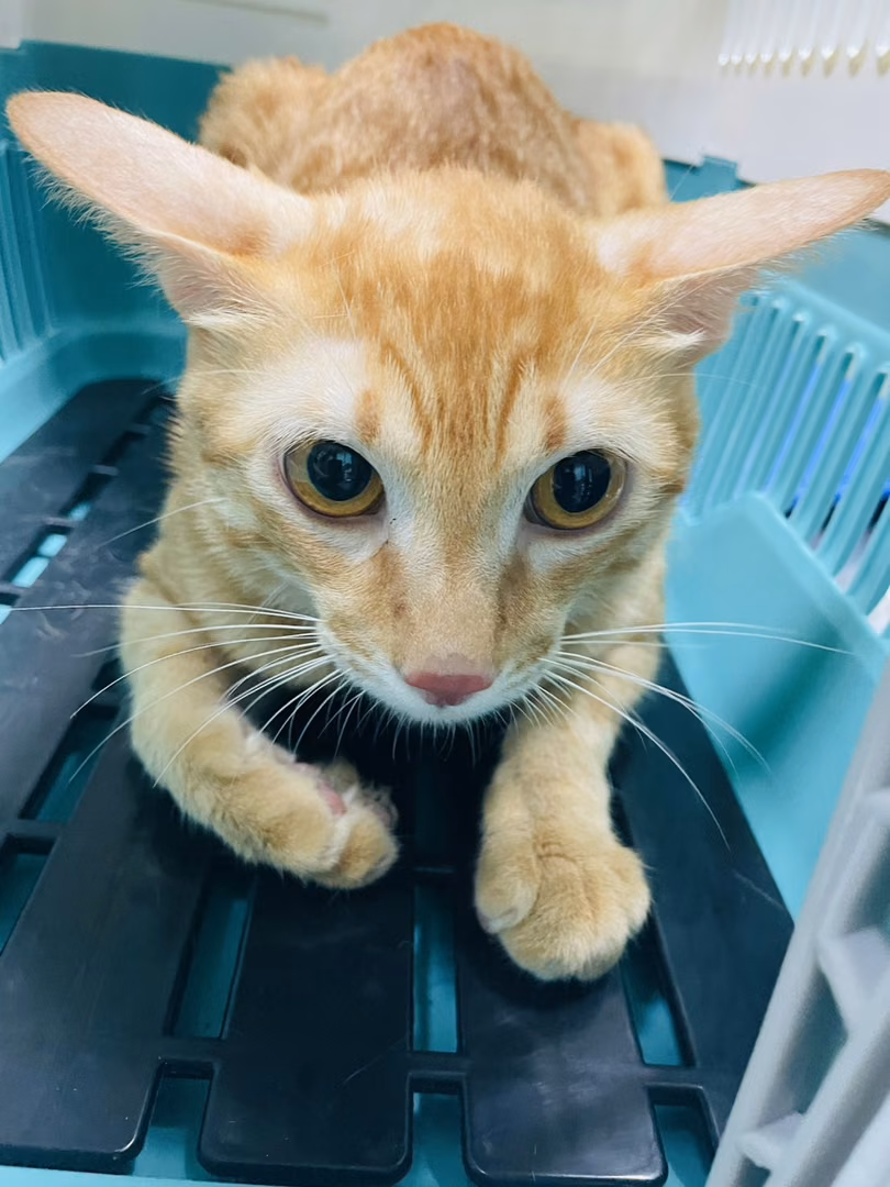 The cat, from the shelter's listing