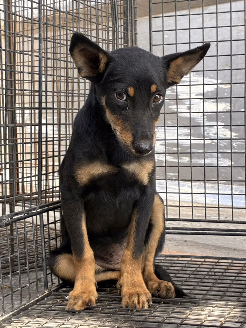 The dog, from the shelter's listing
