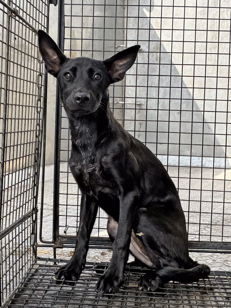 The dog, from the shelter's listing