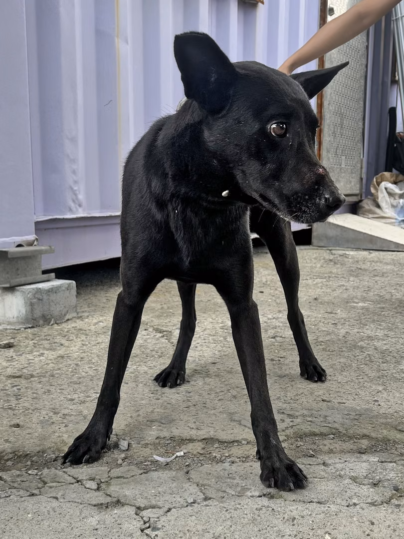 The dog, from the shelter's listing