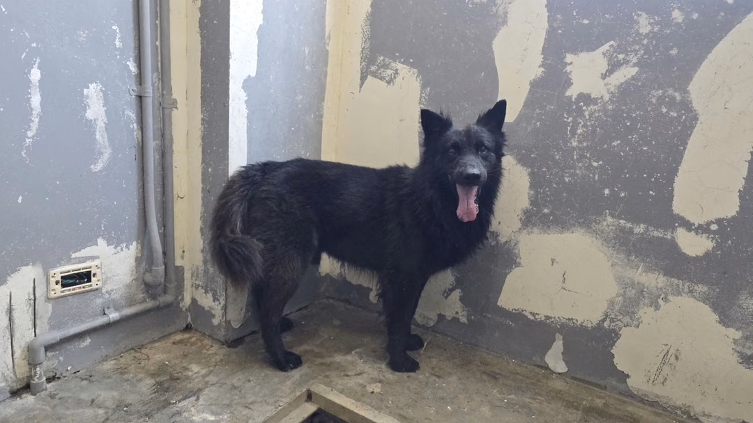 The dog, from the shelter's listing