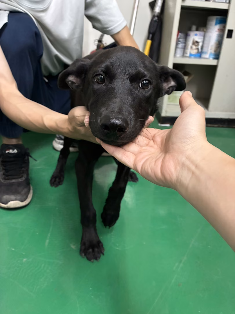 The dog, from the shelter's listing