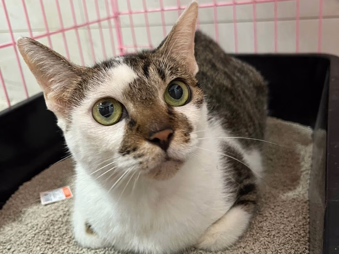 The cat, from the shelter's listing