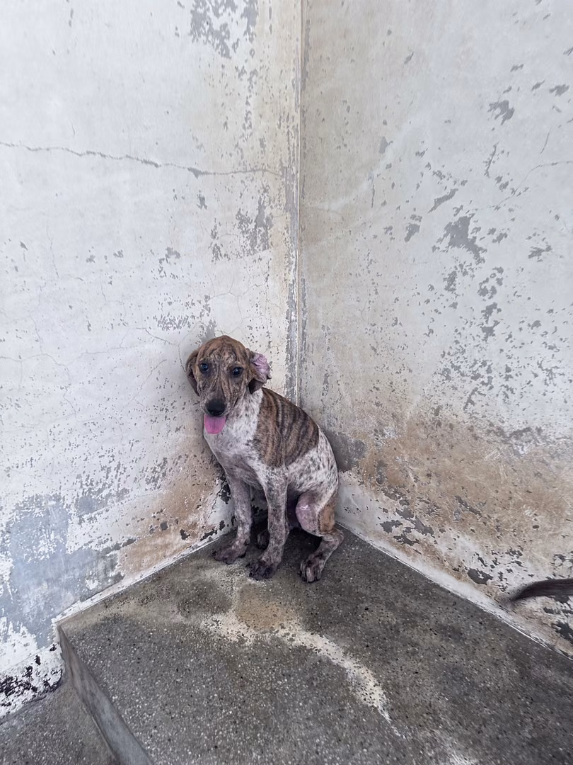 The dog, from the shelter's listing