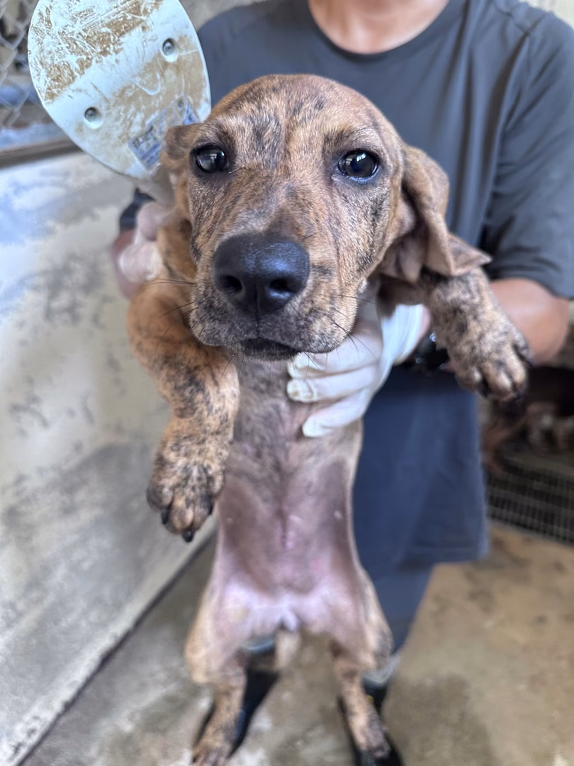 The dog, from the shelter's listing