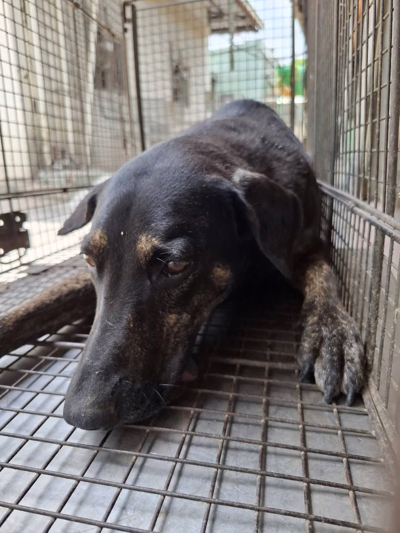 The dog, from the shelter's listing
