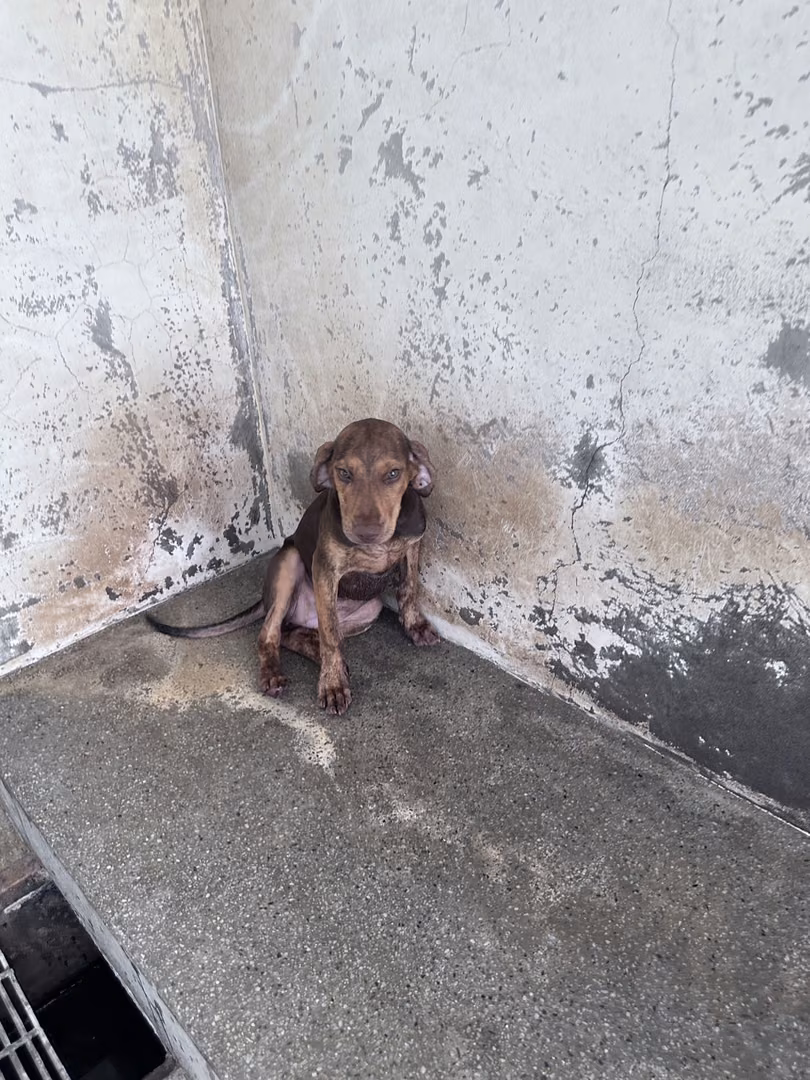 The dog, from the shelter's listing
