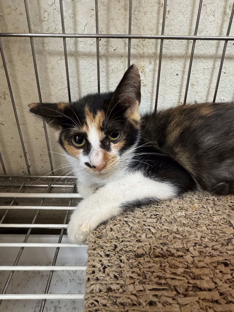 The cat, from the shelter's listing