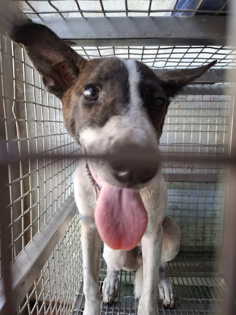 The dog, from the shelter's listing