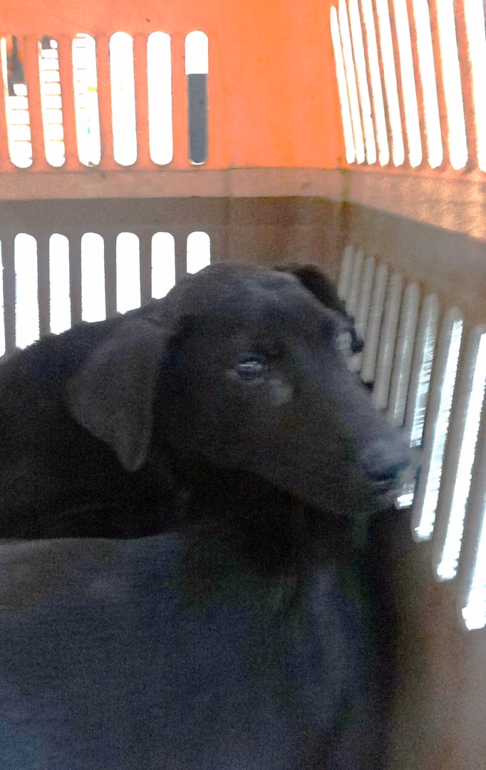 The dog, from the shelter's listing