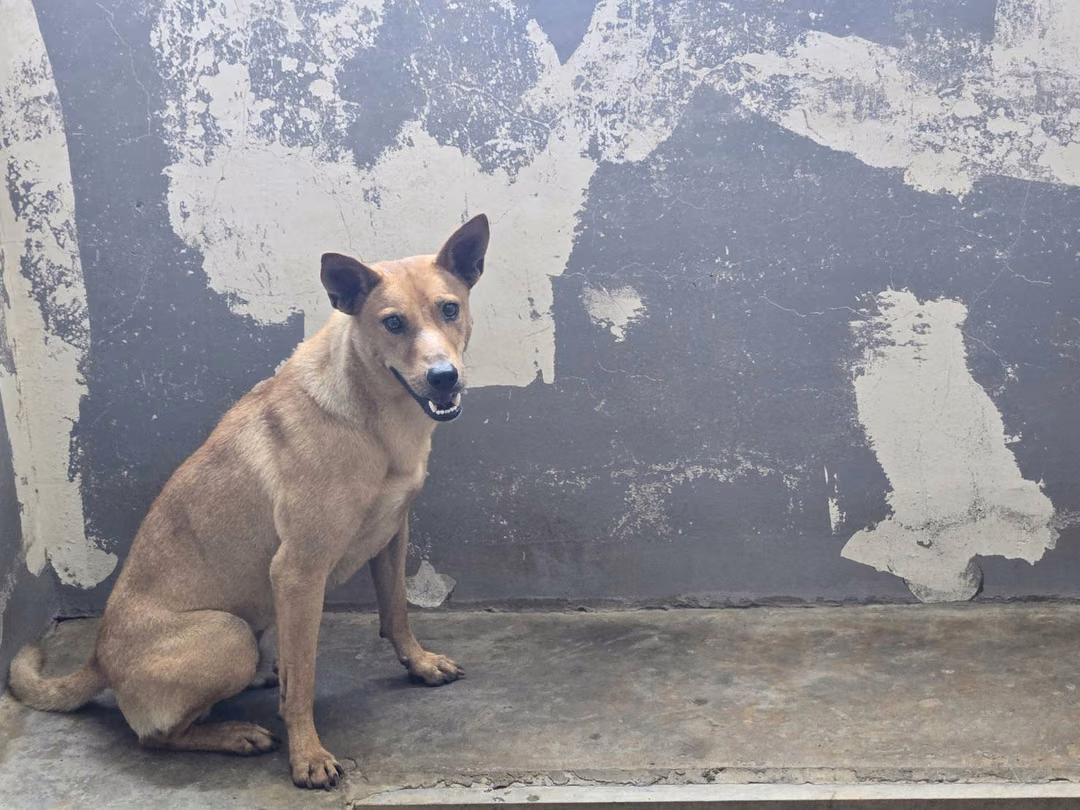 The dog, from the shelter's listing