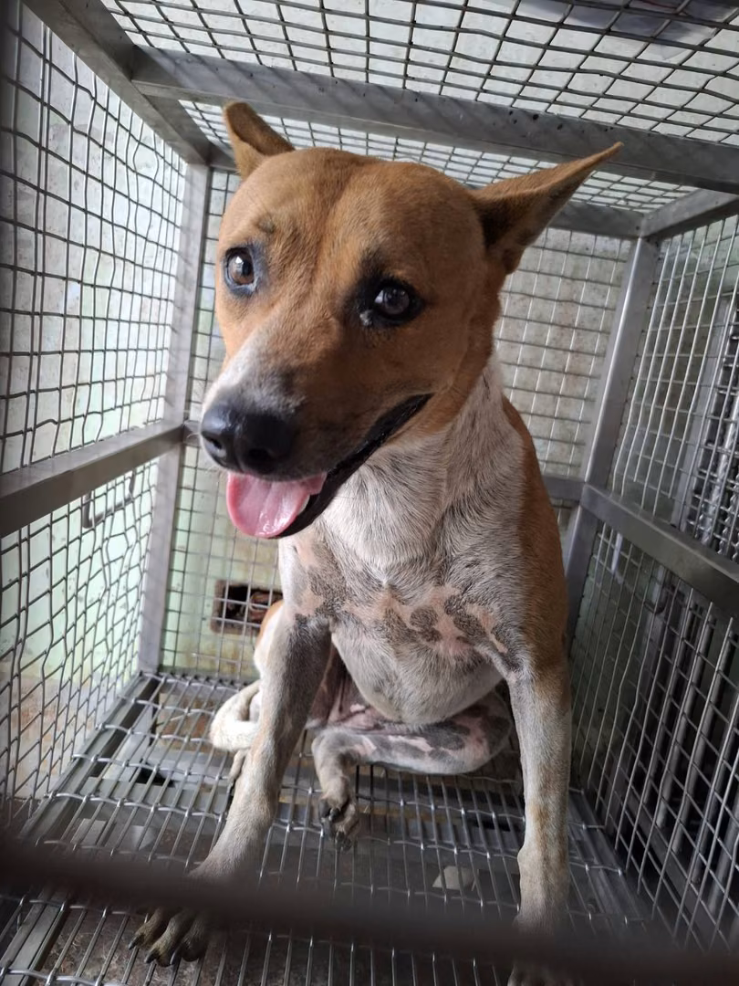 The dog, from the shelter's listing
