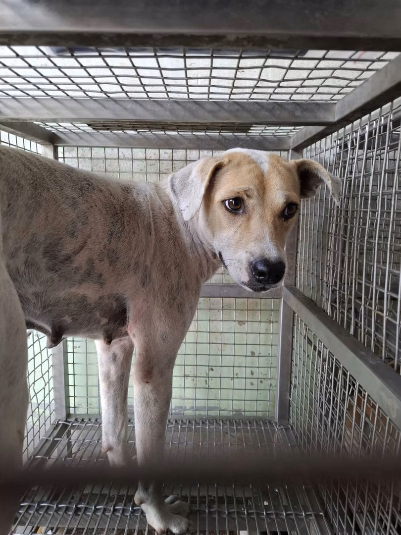 The dog, from the shelter's listing