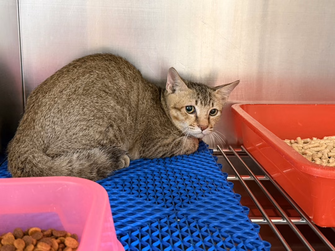 The cat, from the shelter's listing