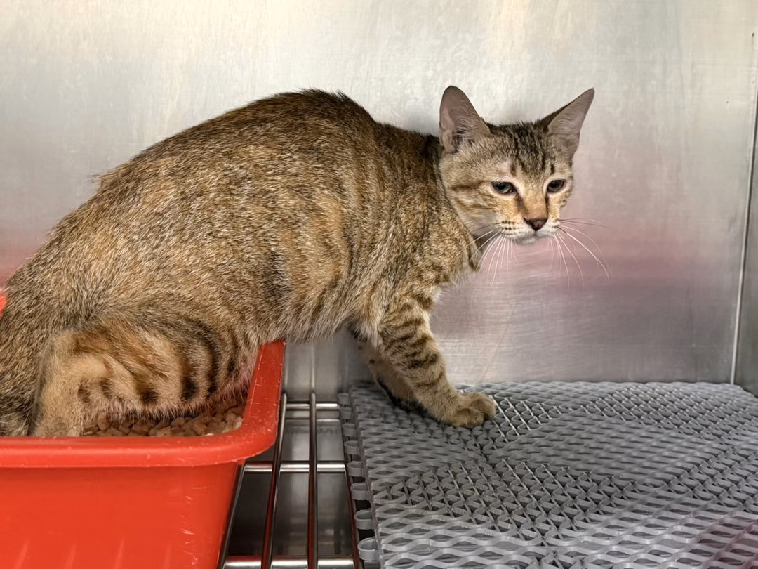 The cat, from the shelter's listing