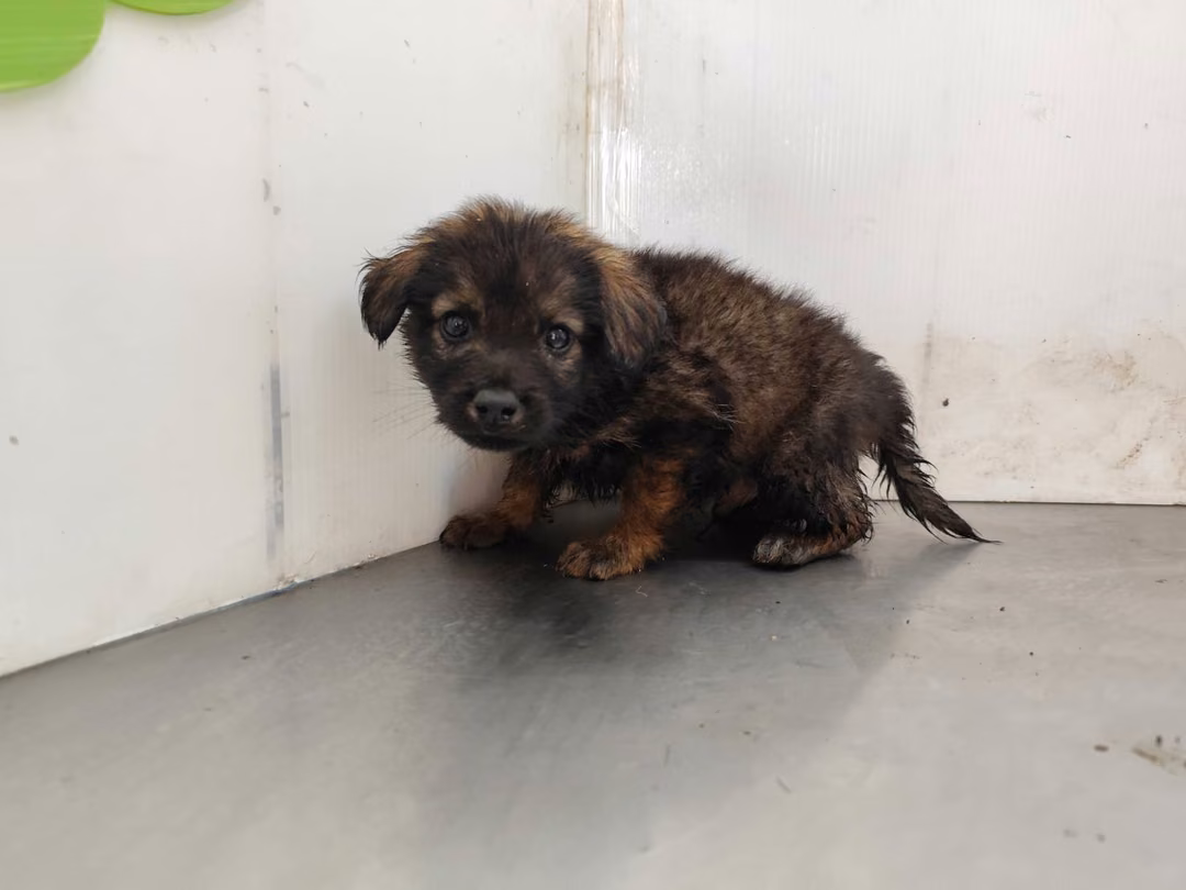 The dog, from the shelter's listing