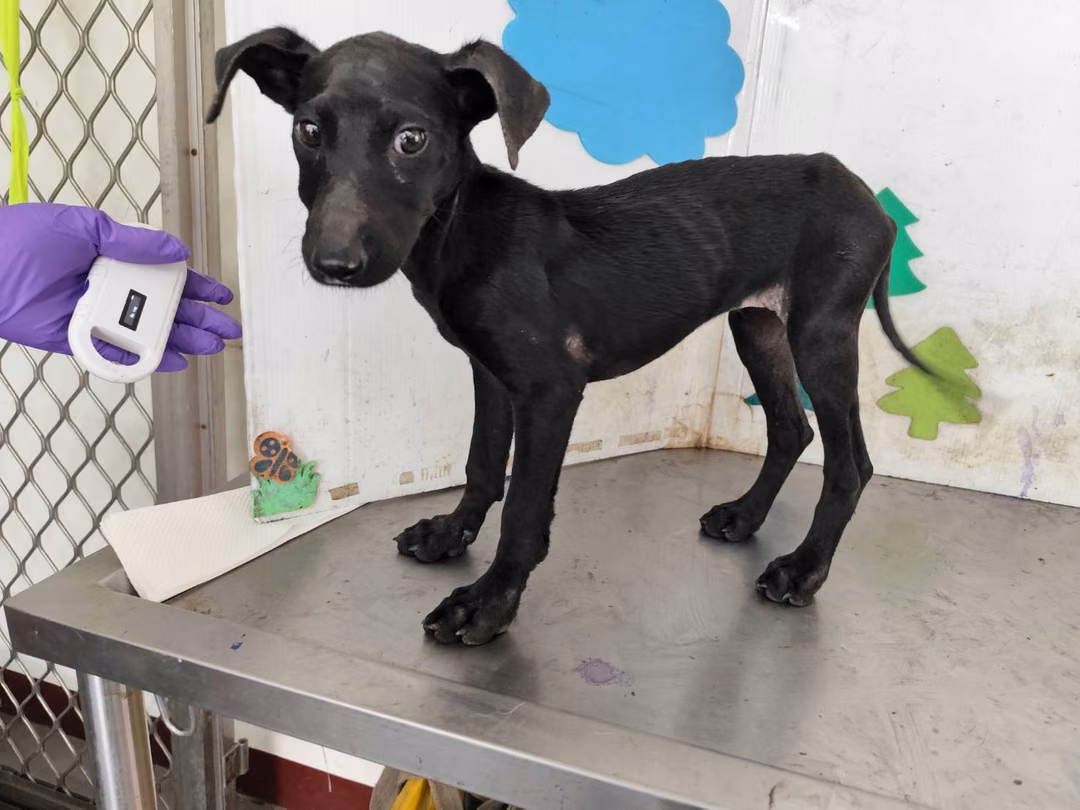 The dog, from the shelter's listing