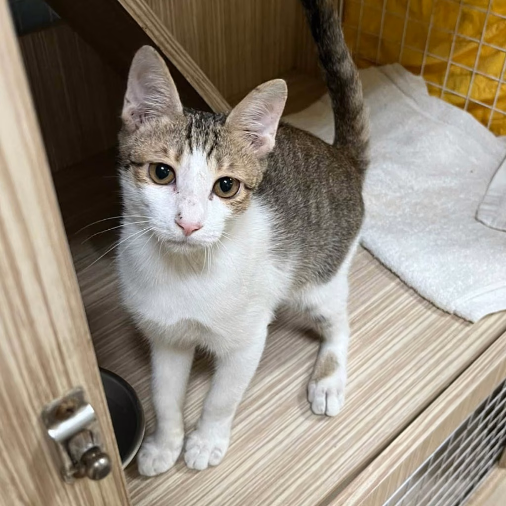 The cat, from the shelter's listing