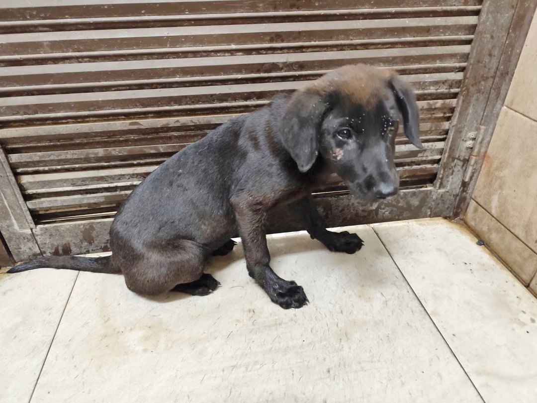 The dog, from the shelter's listing