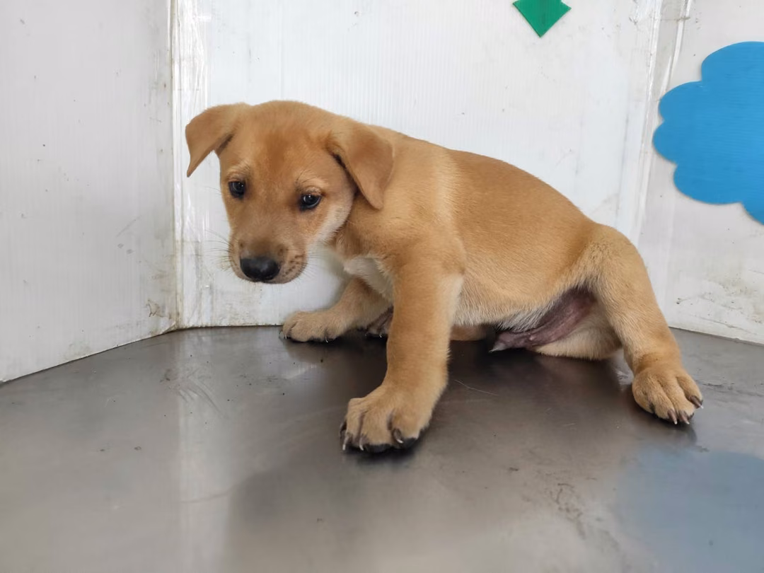 The dog, from the shelter's listing