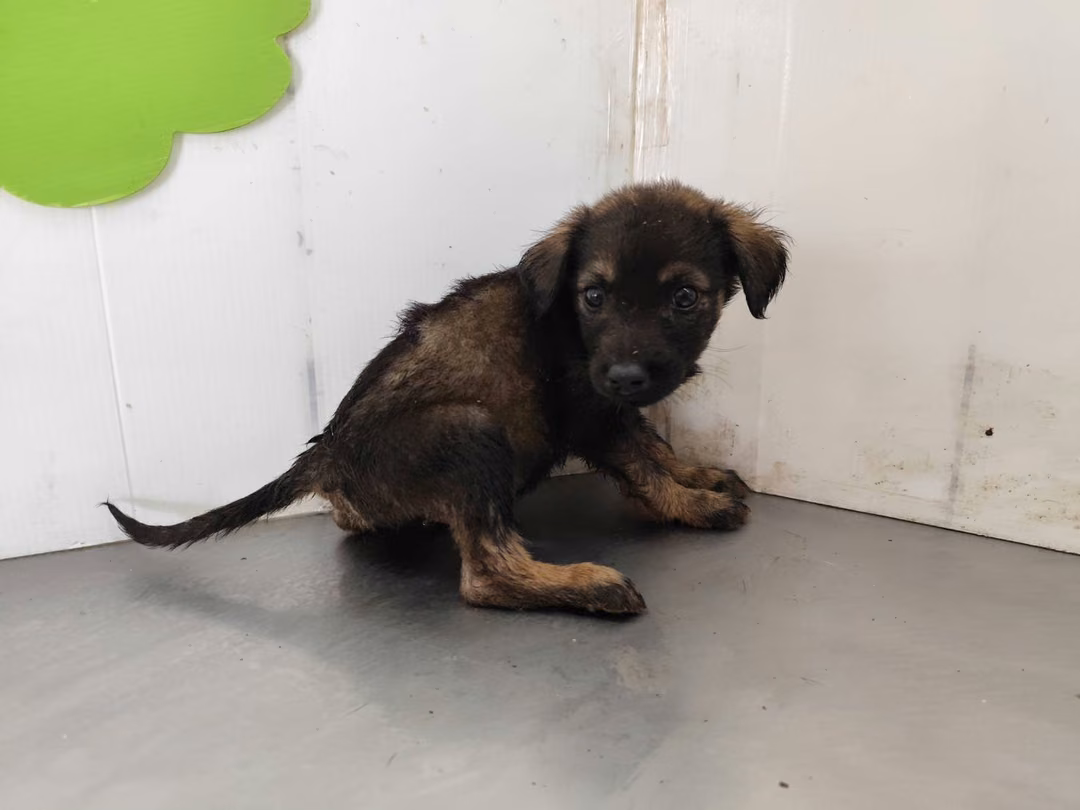 The dog, from the shelter's listing