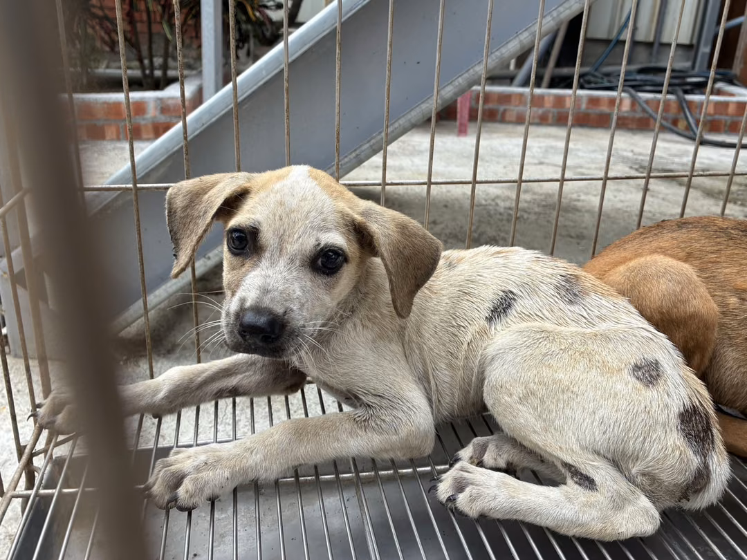 The dog, from the shelter's listing