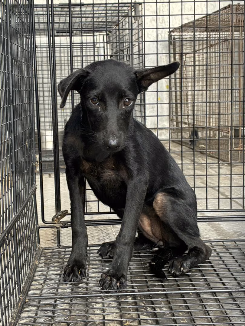 The dog, from the shelter's listing
