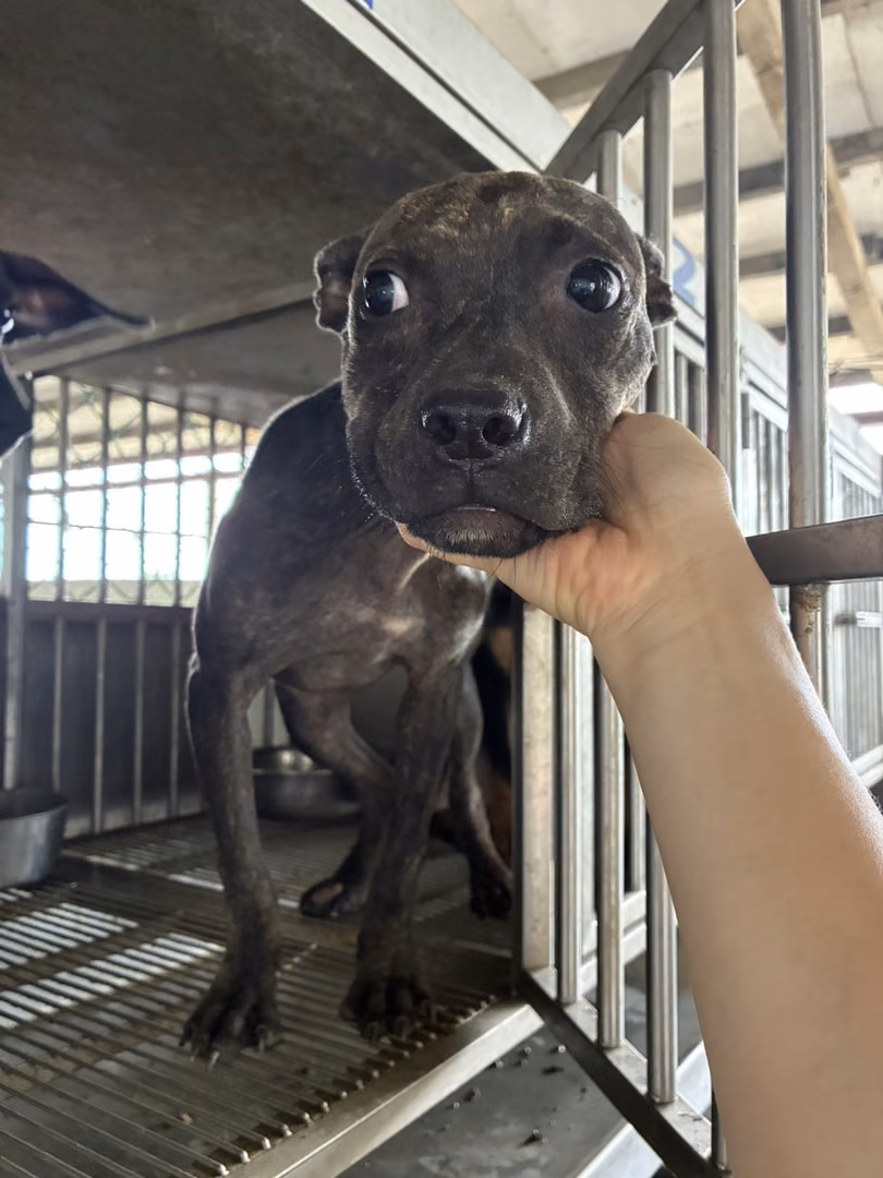 The dog, from the shelter's listing