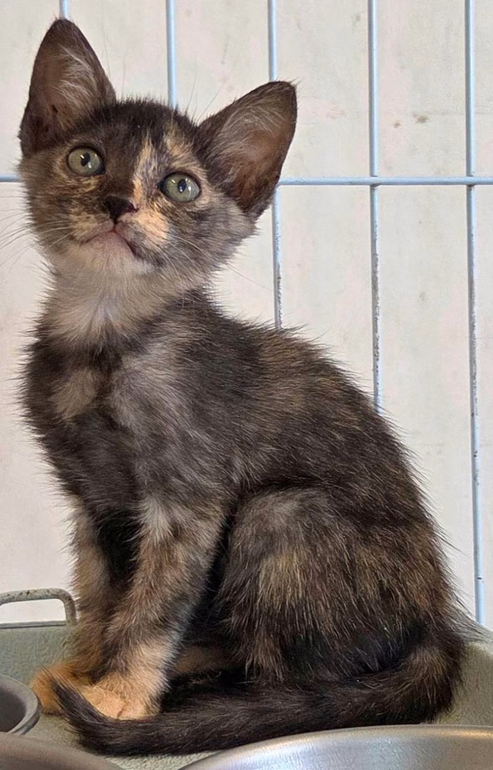 The cat, from the shelter's listing