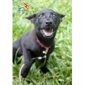 The dog, from the shelter's listing