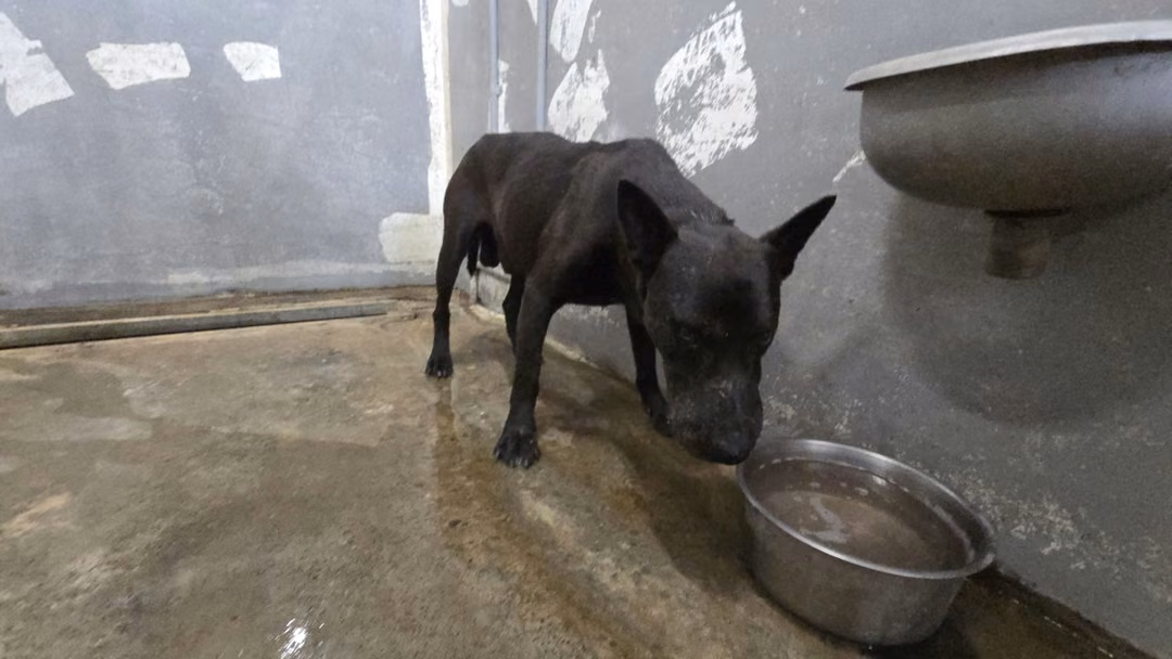 The dog, from the shelter's listing