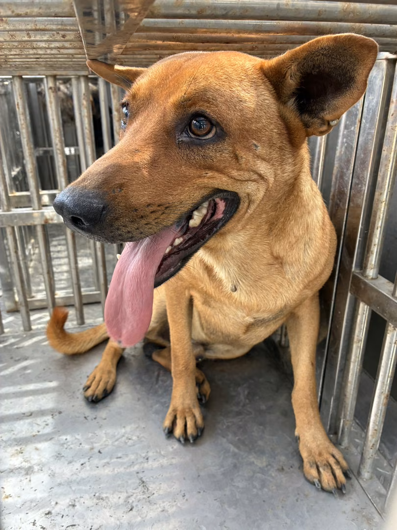 The dog, from the shelter's listing