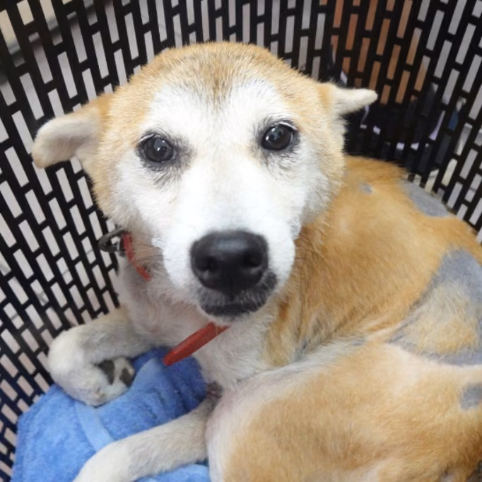The dog, from the shelter's listing