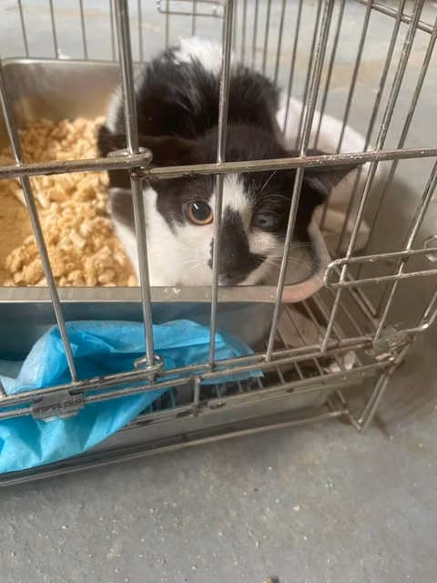 The cat, from the shelter's listing