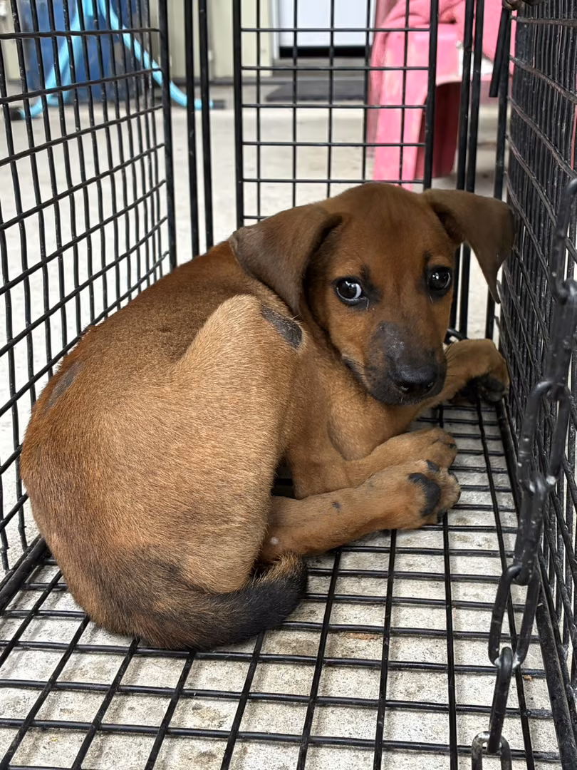 The dog, from the shelter's listing