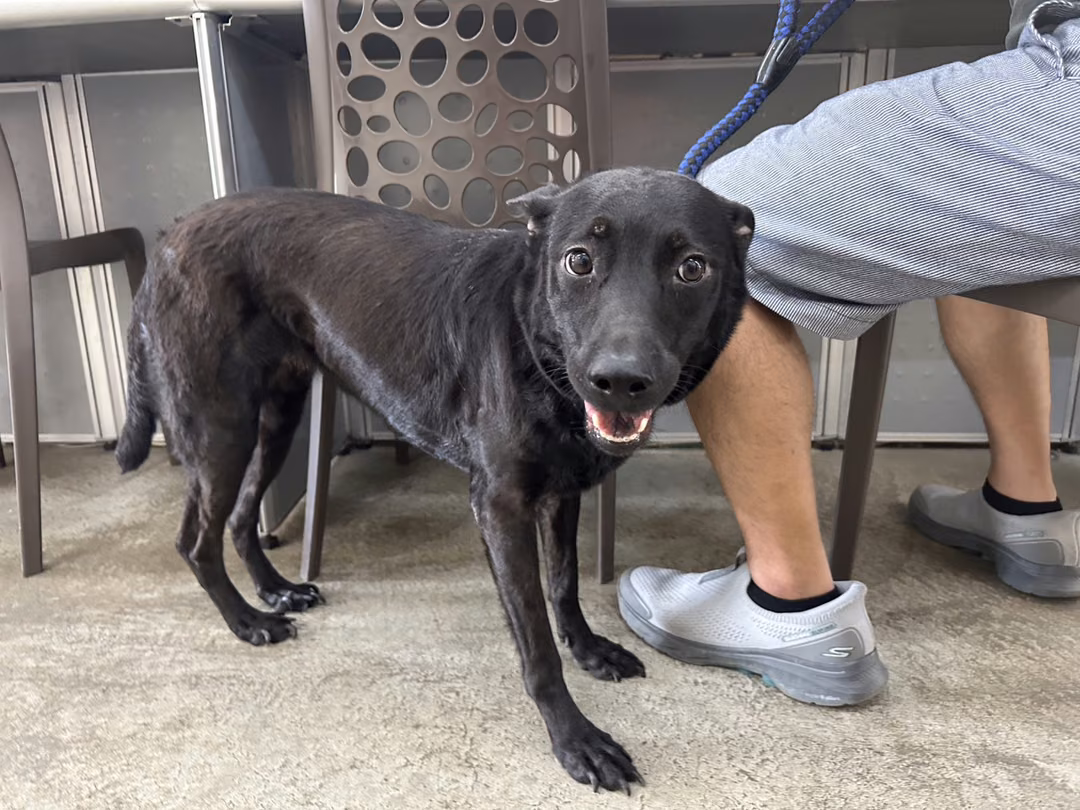 The dog, from the shelter's listing