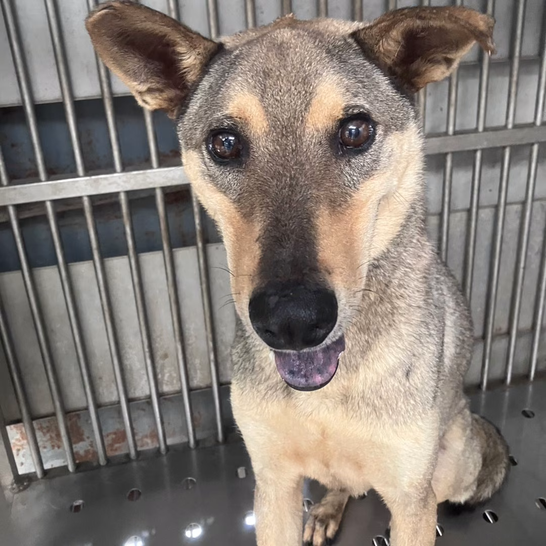 The dog, from the shelter's listing