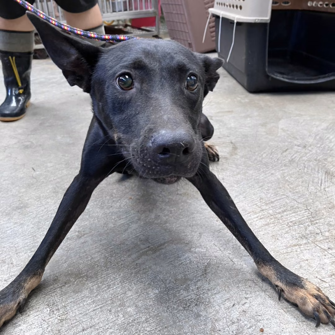 The dog, from the shelter's listing