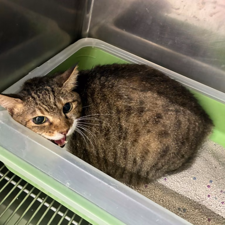 The cat, from the shelter's listing