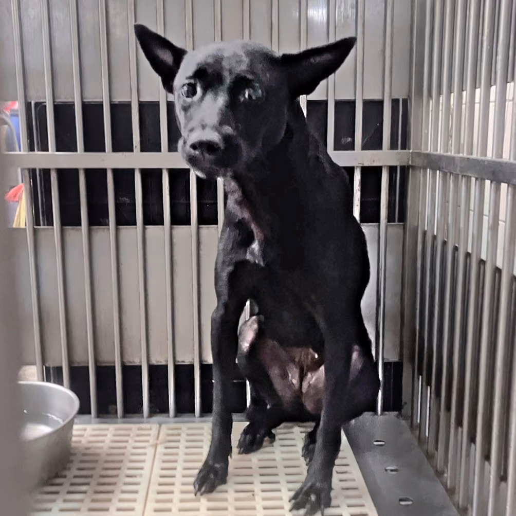The dog, from the shelter's listing