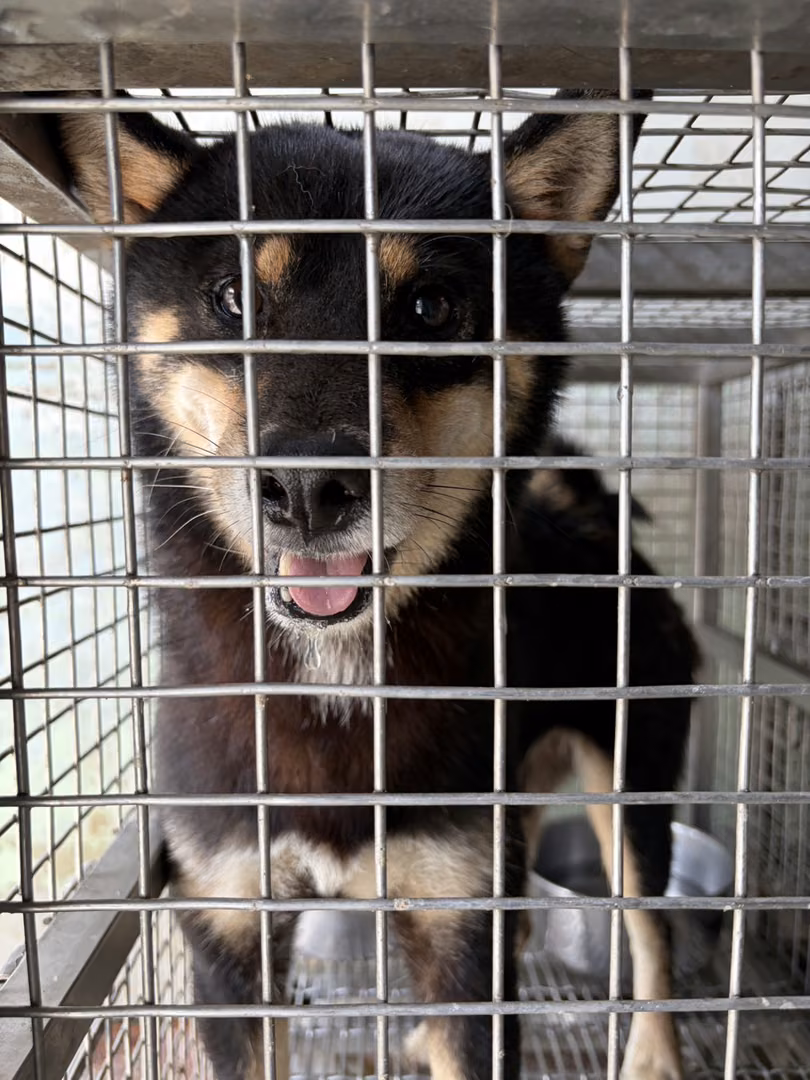 The dog, from the shelter's listing
