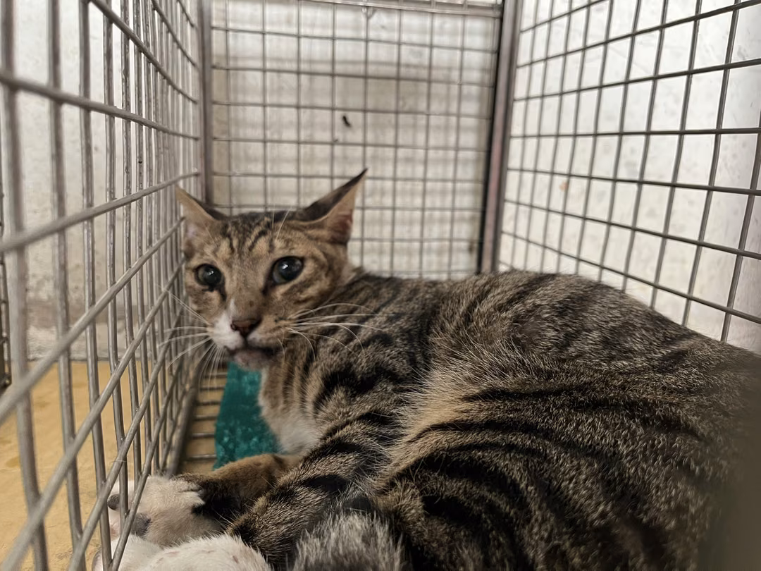 The cat, from the shelter's listing